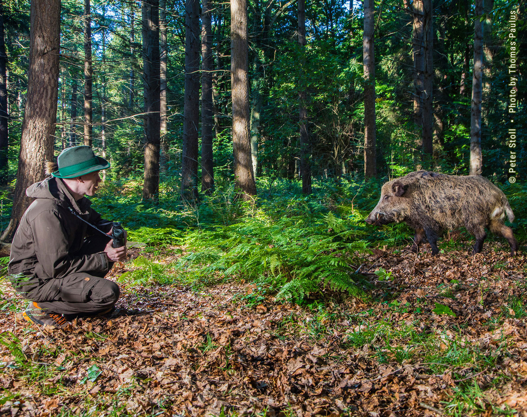 Wildmanagement Stoll Expertise 2 Wildschwein, Schwarzwild | © Peter Stoll • Photo by Thomas Paulus