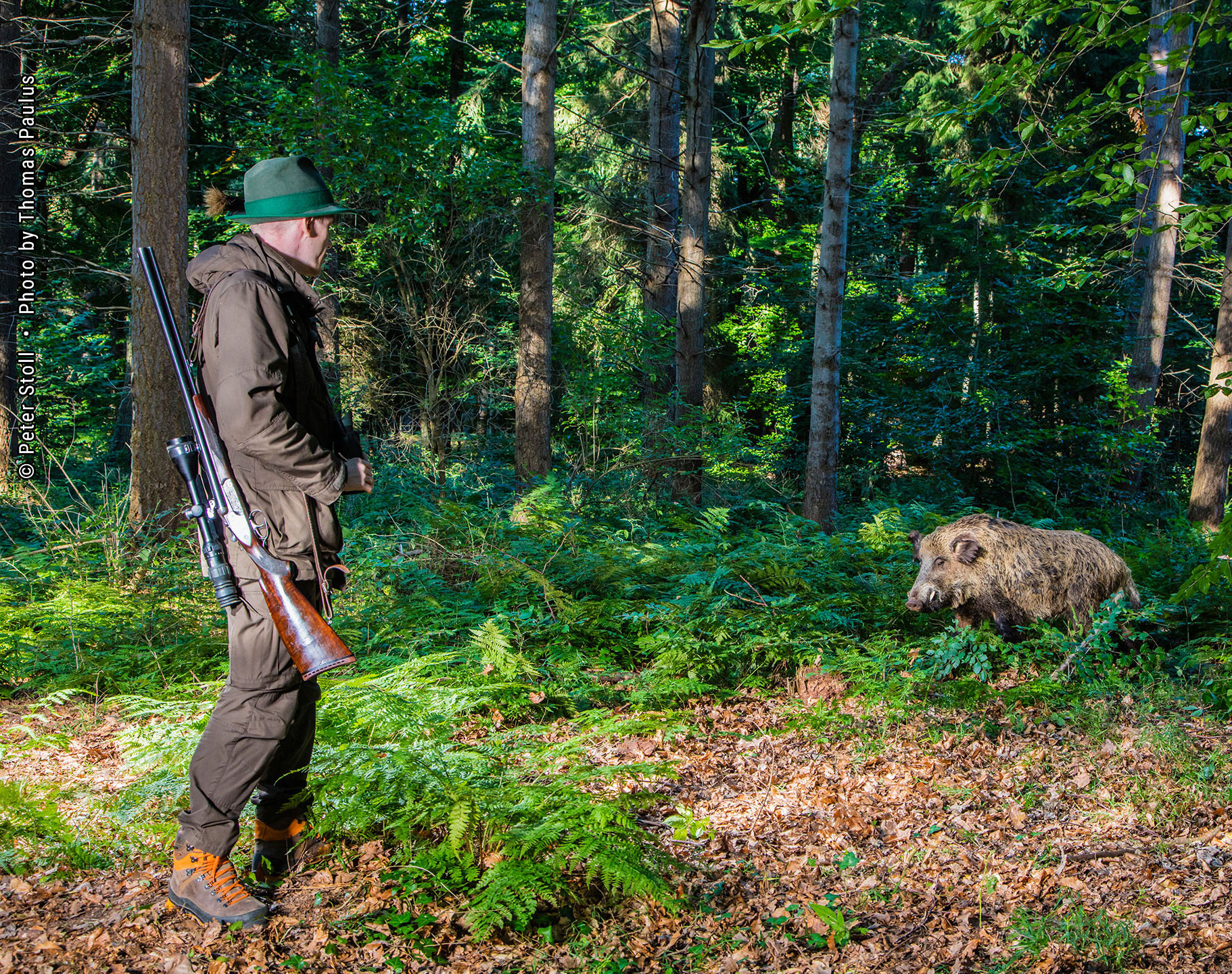 Wildmanagement Stoll Expertise 3 Wildschwein, Schwarzwild | © Peter Stoll • Photo by Thomas Paulus