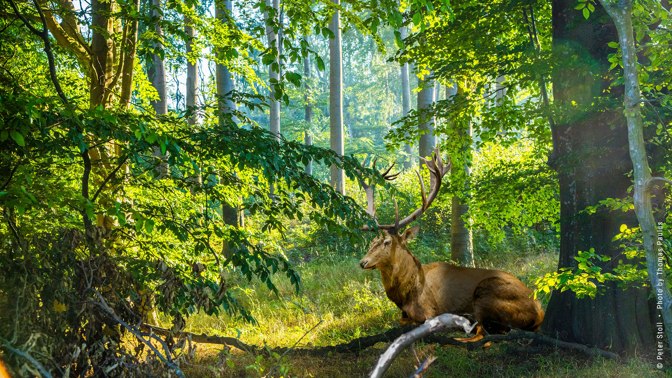 Wildmanagement Stoll Hege und Revier Symbolbild Waldidylle | © Peter Stoll • Photo by Thomas Paulus