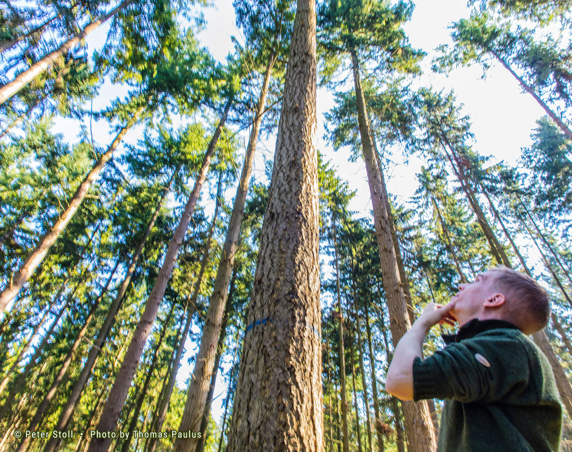 Wildmanagement Stoll Jagd und Forst Douglasie Forstertrag | © Peter Stoll • Photo by Thomas Paulus