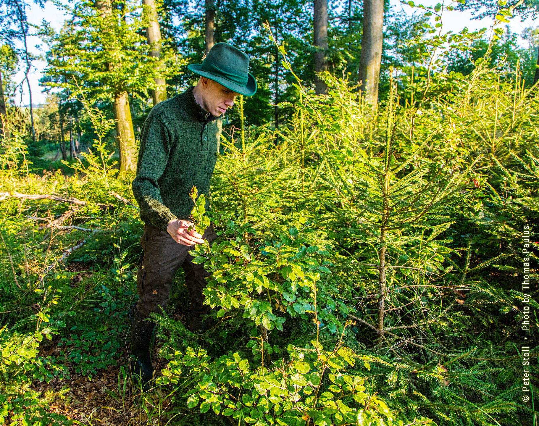 Wildmanagement Stoll Wildschaden Naturverjüngung | © Peter Stoll • Photo by Thomas Paulus